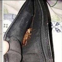 Saking usangnya sampai ada bisa ada kecoa di dompet. Bagi yang takut kecoa, horrornya double nih kalau nemu dompet yang kayak gini.. Foto: Instagram/@kocak_bareng2