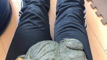 Geli atau gemas nih lihat kodok berukuran besar. Foto: Brightside