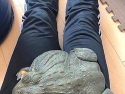 Foto langka dan Unik Ukuran Raksasa