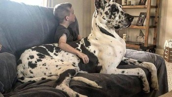 Santai bersama dengan hewan kesayangan. Foto: Brightside
