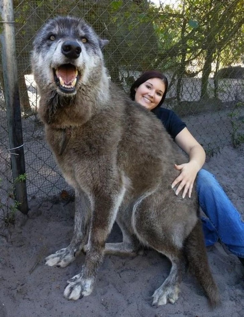 fotoinet berukuran raksasa