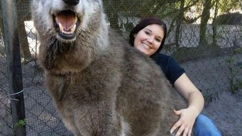 Kenalkan anjing ini bernama Yuki. Foto: Brightside