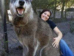 Foto langka dan Unik Ukuran Raksasa