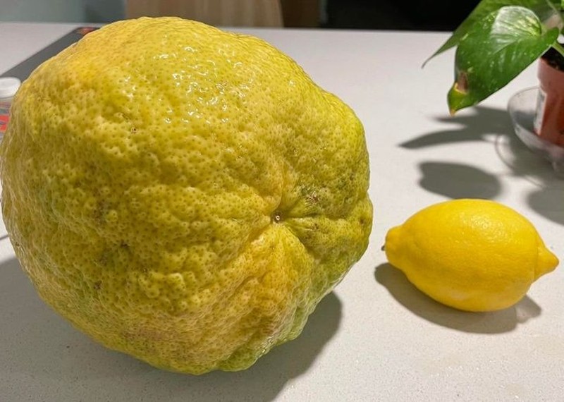 fotoinet berukuran raksasa