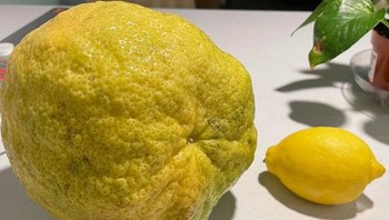 Lemon ibu dan anak? Foto: Brightside