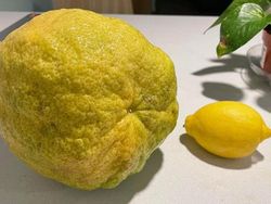 Foto langka dan Unik Ukuran Raksasa