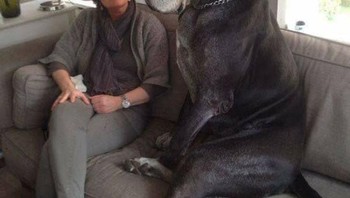 Si anjing berukuran lebih besar dari manusia. Foto: Brightside