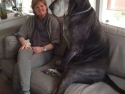 Foto langka dan Unik Ukuran Raksasa