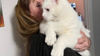 Kucing lucu berukuran besar. Foto: Brightside