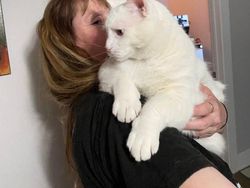 Foto langka dan Unik Ukuran Raksasa