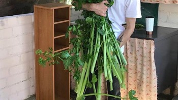 Seledri raksasa. Foto: Brightside