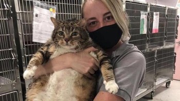 Kucing gendut yang menggemaskan namanya Lasagna. Foto: Brightside