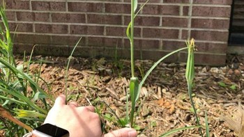 Tanamannya paling bongsor di antara yang lain. Foto: Brightside