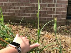 Foto langka dan Unik Ukuran Raksasa