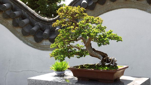 Bonzai tree in a Japanese garden on a sunny day with Japanese wall background