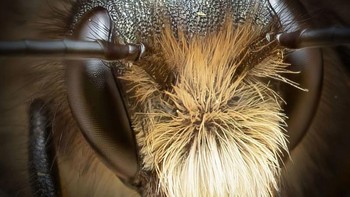 Forwood yang karyanya telah muncul di Netflix, Disney, BBC, Nat Geo, dan PBS, merilis foto-fotonya ini untuk merayakan World Bee Day atau Hari Lebah Dunia. Foto: Josh Forwood via Peta Pixel