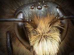 Potret Cantik Lebah dari Jarak Dekat