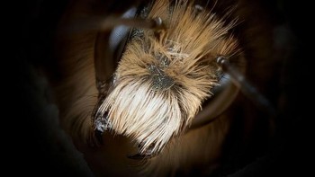 Ada lebih dari 20.000 spesies lebah di dunia, tetapi kebanyakan orang mungkin tidak tahu bahwa sebagian besar lebah tidak hidup di sarang dan koloni. Diperkirakan 90% lebah hidup sendirian. Foto: Josh Forwood via Peta Pixel