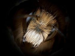 Potret Cantik Lebah dari Jarak Dekat