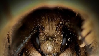 Hanya 10% yang hidup di sarang tetapi itulah yang kami asosiasikan dengan mereka karena sebagian besar yang menjadi lebah adalah melalui madu, kata Forwood. Foto: Josh Forwood via Peta Pixel