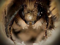 Potret Cantik Lebah dari Jarak Dekat