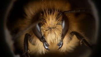 Lebah mungkin tampak sama jika dilihat dari jauh. Namun menurut Forwood, wajah lebah tampak berbeda-beda jika dilihat dari dekat. Foto: Josh Forwood via Peta Pixel