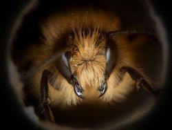 Potret Cantik Lebah dari Jarak Dekat