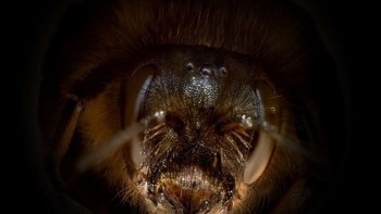 Lebah soliter adalah penyerbuk yang lebih efektif daripada lebah madu karena mereka tidak menggunakan karung serbuk sari di kaki mereka untuk menyimpan serbuk sari dengan aman,” Forwood menjelaskan. Foto: Josh Forwood via Peta Pixel