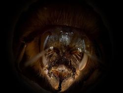 Potret Cantik Lebah dari Jarak Dekat