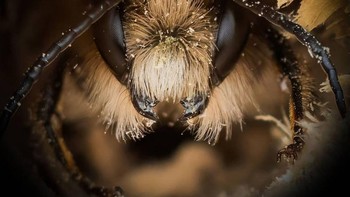 “Akibatnya, seperti yang terlihat di beberapa foto ini, mereka tertutup serbuk sari sehingga lebih mungkin berpindah ke tanaman yang berbeda saat mereka memberi makan, ujarnya. Foto: Josh Forwood via Peta Pixel