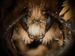 Potret Cantik Lebah dari Jarak Dekat