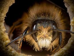 Potret Cantik Lebah dari Jarak Dekat