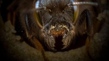 Foto diambil menggunakan Panasonic GH5s, lensa makro Canon 100mm, dan monitor lapangan. Beberapa potret merupakan eksposur tunggal, sementara yang lain fokus ditumpuk dengan beberapa eksposur untuk kedalaman bidang yang lebih besar. Foto: Josh Forwood via Peta Pixel