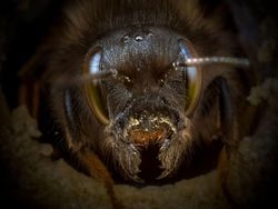 Potret Cantik Lebah dari Jarak Dekat