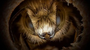 Fotografer alam liar dan operator drone Josh Forwood memotret lebah selama masa karantina di rumahnya di Bristol, Inggris. Foto: Josh Forwood via Peta Pixel