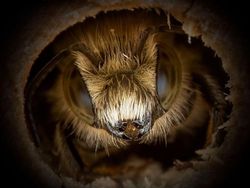 Potret Cantik Lebah dari Jarak Dekat