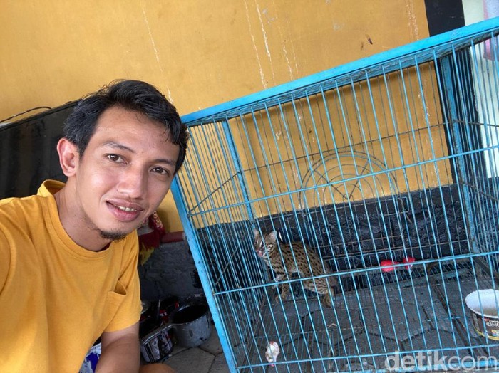 Wakil Ketua DPRD Jember Dedy Dwi Setiawan menangkap macan rembah (kucing hutan) yang masuk ke halaman rumahnya. Saat diamankan, macan rembah itu sedang berada di pohon jambu air.