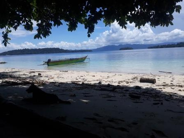 Miliki Taman Laut Terluas di Indonesia, Yuk Kenali Teluk Cenderawasih Miliki Taman Laut Terluas di Indonesia, Yuk Kenali Teluk Cenderawasih