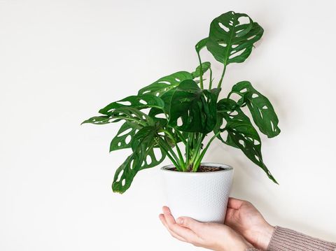 Concept of urban jungle, growing plants at home