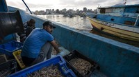 Diketahui, usai Israel dan Hamas melakukan gencatan senjata, sejumlah kapal penangkap ikan di Gaza diizinkan kembali melaut.