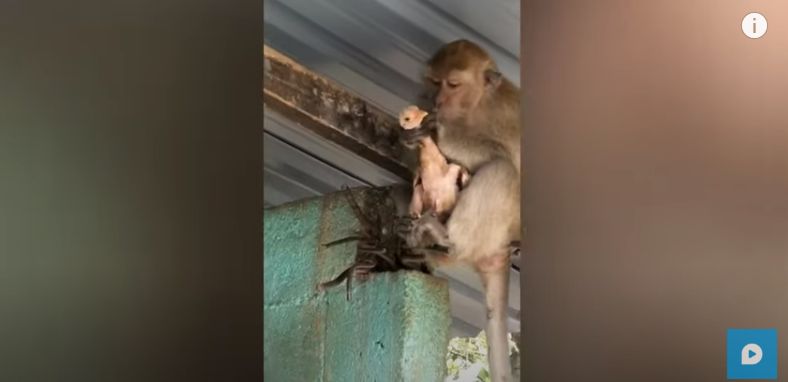 Ngakak! Monyet Ini Sandera Ayam Peliharaan Agar Dapat Makanan Enak