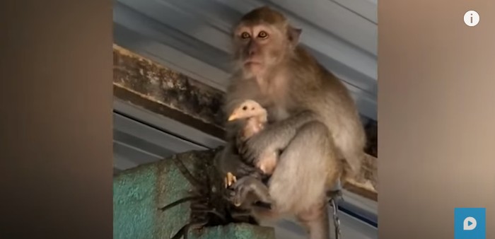 Ngakak! Monyet Ini Sandera Ayam Peliharaan Agar Dapat Makanan Enak