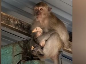 Ngakak! Monyet Ini Sandera Ayam Peliharaan Agar Dapat Makanan Enak