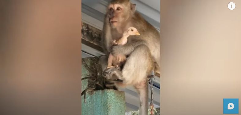 Ngakak! Monyet Ini Sandera Ayam Peliharaan Agar Dapat Makanan Enak