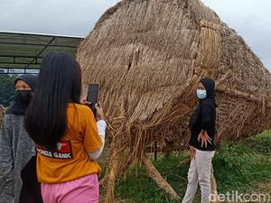 Foto: Saat Jerami Sisa Panen Jadi Karya Seni