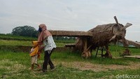 Untuk membuat patung-patung jerami ini dibutuhkan waktu sekitar 2 minggu dengan bahan 3 truk jerami. Semua bahan hanya memanfaatkan jerami dari area sawah di daerah sekitar desa saja. (Uje Hartono/detikTravel)