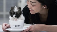 Bikin gemas, bukan teh atau kopi cangkir Ririn justru diisi dengan anak anjing yang lucu dan imut. Foto: Instagram @ririndwiariyanti