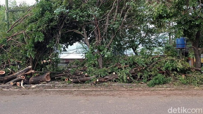 Sisa pohon tumbang di Depok, Jawa Barat (Sachril Agustin/detikcom)