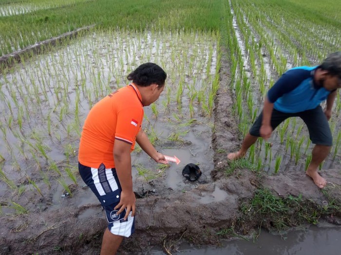 Seorang petani tewas tersambar petir di persawahan Desa Salen, Kecamatan Bangsal, Mojokerto. Korban tersambar petir saat merawat tanaman padi miliknya.