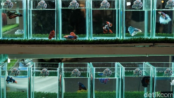 Di pameran yang bernama Betta Fishtival ini pengunjung dapat melihat beragam ikan cupang yang ditampilkan di lapak-lapak para pedagang yang menjual beragam ikan cupang tersebut. Di pameran yang bernama Betta Fishtival ini pengunjung dapat melihat beragam ikan cupang yang ditampilkan di lapak-lapak para pedagang yang menjual beragam ikan cupang tersebut.